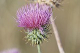 Purple Thistle Bloom in Golden California Sunlight