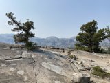 Lone Tree on Rocky Hillside