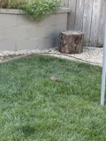 Feathered Visitor in the Backyard