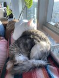 A Cozy Cat Nap