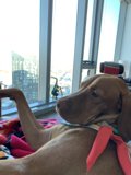 Hound on a Cozy Couch