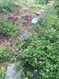 A Garden of Herbal Delights