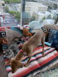 Furry Friends on Cozy Couch