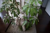 The Lady of the Garden