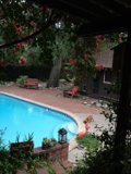 Relaxing by the Pool with Fido