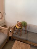 Cozy Canine on a Santa Fe Couch