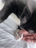 Purr-fect Companion