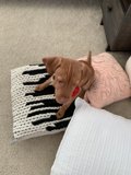 Furry Friends Resting
