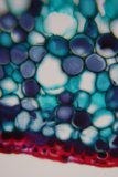 Bubble Burst