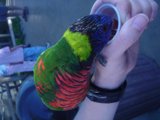 Colorful parakeet feeding time