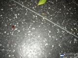 Creepy Crawly on the Floor