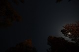 Moonlit Pines Beneath a Star-Filled Sky