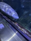 Encounter with the Aquatic Giant