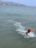 Happy Pooch in the Bay