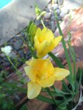 Sunny Blooms by the Pool