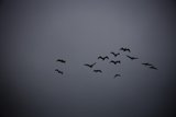 Soaring Silhouettes in Pescadero Sky