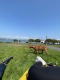 Man's Best Friend in the Park