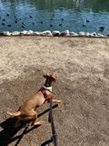 Leashed Basenji at the Pond