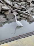 White Waterfowl Near Richardson Bay Rocks