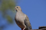 Mourning Dove Portrait Against Clear Blue Sky