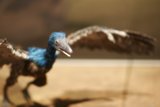 Blue and Black Bird