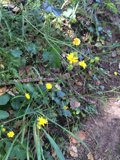 Patch of Sunshine