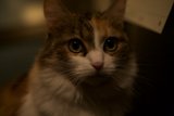 Night-time Feline