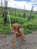 Red Leashed Vizsla on Gravel Road