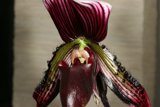 Vibrant Red and Black Orchid