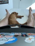 The Canine Blogger