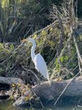 Majestic Stork Heron