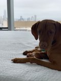 City Pup