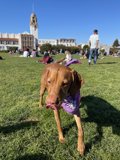 Park Pup with a Splash of Purple
