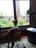 Canine curiosity