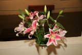 Beauty in Bloom