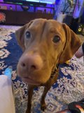 Adorable Vizsla Puppy