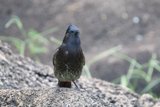 Majestic Gaze of a Finch at Honolulu Zoo