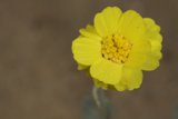 Sunny Daisy