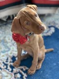 Festive Vizsla