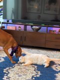 Furry Friends' Playdate
