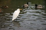 Feathered Friends