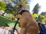 Serene Pup in the Park