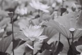 Delicate Blooms