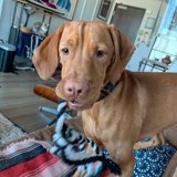 Resting Pup with Toy