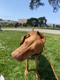 Majestic Vizsla in Alamo Square