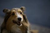 Smiling Collie