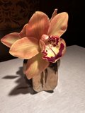Orchids in Bloom
