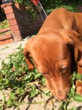Herbal Hound