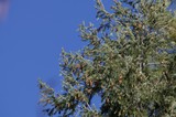 Spruce Branches with Cones Against Clear Blue Sky