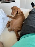 Cozy Companions